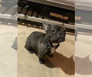 French Bulldog Puppy for sale in SAINT CHARLES, IL, USA