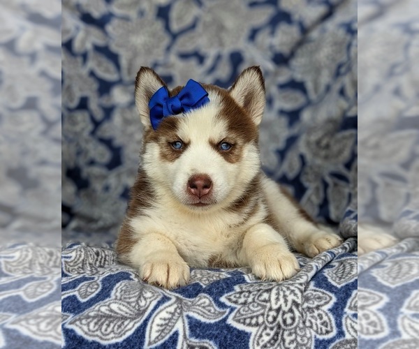 Medium Photo #4 Pomsky Puppy For Sale in PEACH BOTTOM, PA, USA
