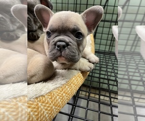 French Bulldog Puppy for sale in PUYALLUP, WA, USA