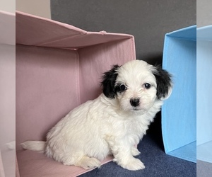 Papitese Puppy for sale in SILVER LAKE, IN, USA