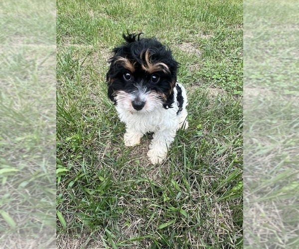Medium Photo #40 Cavapoo-Poodle (Miniature) Mix Puppy For Sale in DURHAM, CT, USA