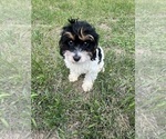 Small #39 Cavapoo-Poodle (Miniature) Mix