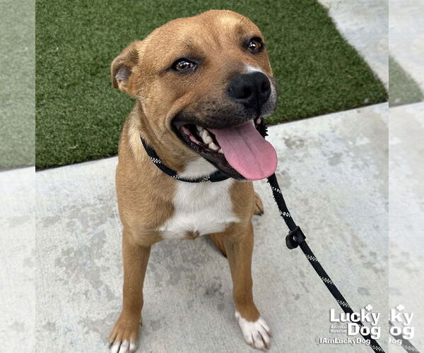 Medium Photo #2 Boxer-Unknown Mix Puppy For Sale in Washington, DC, USA