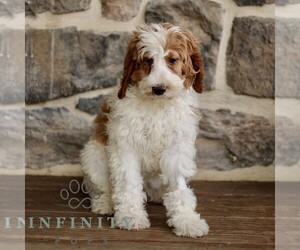 Goldendoodle mix (+ Poodle Standard) Puppy for sale in RONKS, PA, USA
