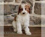 Image preview for Ad Listing. Nickname: Josie