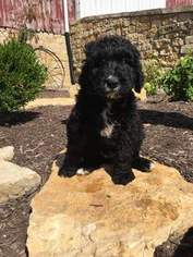 Bernedoodle Puppy for sale in ZWINGLE, IA, USA