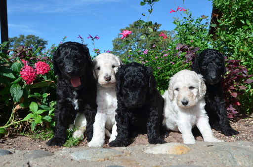 Medium Photo #1 Poodle (Standard) Puppy For Sale in KELLER, TX, USA