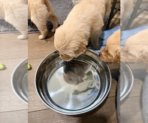 Medium Photo #15 Golden Retriever Puppy For Sale in PHOENIX, AZ, USA