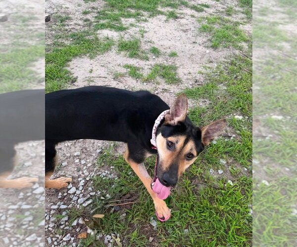 Medium Photo #6 German Shepherd Dog-Unknown Mix Puppy For Sale in Brewster, NY, USA