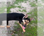 Small #5 German Shepherd Dog Mix