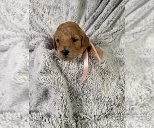 Medium Goldendoodle (Miniature)