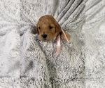 Puppy Puppy 6 Goldendoodle (Miniature)