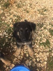 German Shepherd Dog Puppy for sale in WEST LAFAYETTE, OH, USA