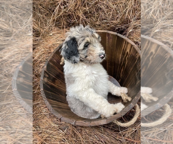 Medium Photo #3 Aussiedoodle Puppy For Sale in CHAPEL HILL, NC, USA