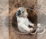 Small Photo #3 Aussiedoodle Puppy For Sale in CHAPEL HILL, NC, USA