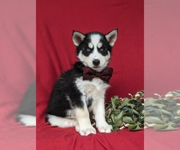 Medium Photo #5 Siberian Husky Puppy For Sale in QUARRYVILLE, PA, USA