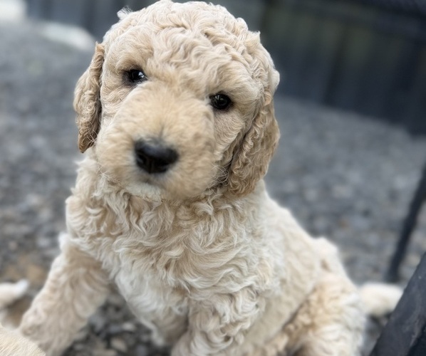 Medium Photo #1 Goldendoodle mix (+ Poodle Standard) Puppy For Sale in WINLOCK, WA, USA