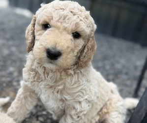 Goldendoodle mix (+ Poodle Standard) Puppy for sale in WINLOCK, WA, USA