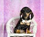 Small Photo #21 Dachshund Puppy For Sale in WARSAW, IN, USA