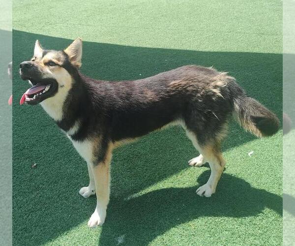 Medium Photo #4 German Shepherd Dog-Unknown Mix Puppy For Sale in Rockwall, TX, USA