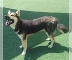 Small #3 German Shepherd Dog Mix