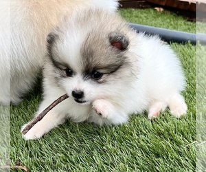 Pomeranian Puppy for sale in LISLE, IL, USA