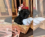 Small Photo #20 Shih Tzu Puppy For Sale in BRIDGETON, NJ, USA