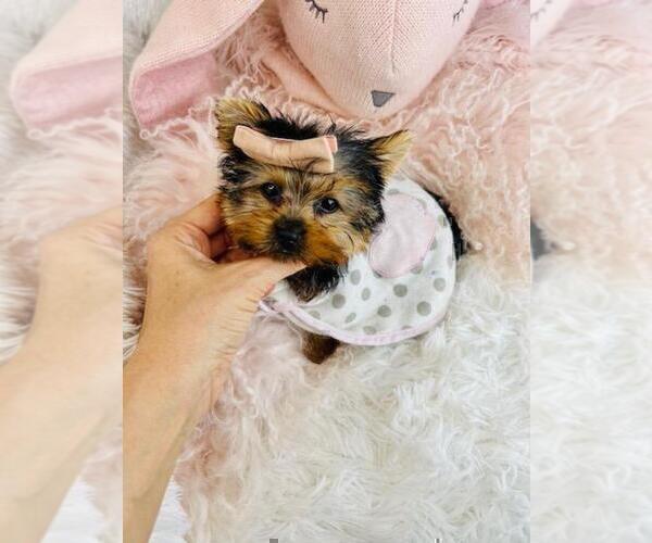 Medium Photo #10 Yorkshire Terrier Puppy For Sale in JACKSONVILLE, FL, USA