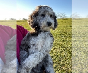 Doodle-Goldendoodle Mix Puppy for Sale in OLIVEHURST, California USA