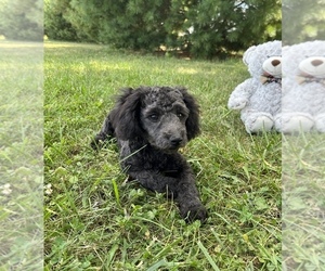 Pomeranian-Poodle (Toy) Mix Puppy for sale in LOOGOOTEE, IN, USA