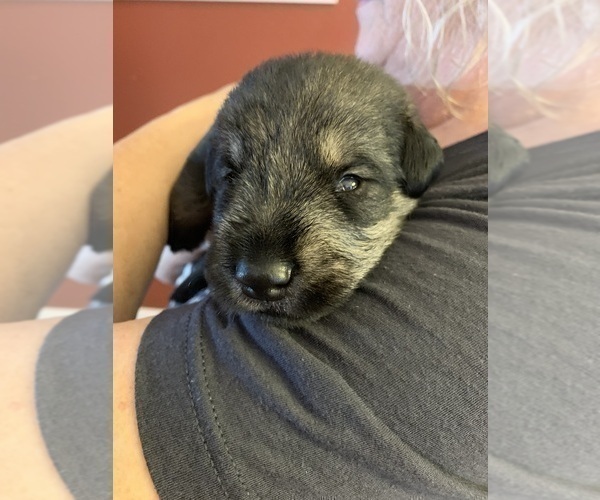 Medium Photo #10 Schnauzer (Giant) Puppy For Sale in SAINT CLOUD, FL, USA