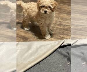 Cavapoo Puppy for sale in HULL, GA, USA