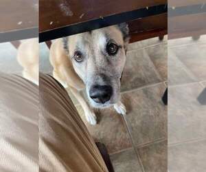 German Shepherd Dog-Unknown Mix Dogs for adoption in Caldwell, NJ, USA