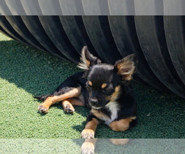 Medium Photo #2 Chihuahua-Unknown Mix Puppy For Sale in La Verne, CA, USA