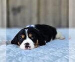 Small #2 Beaglier