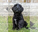 Small Photo #8 Portuguese Water Dog Puppy For Sale in CALLAHAN, FL, USA