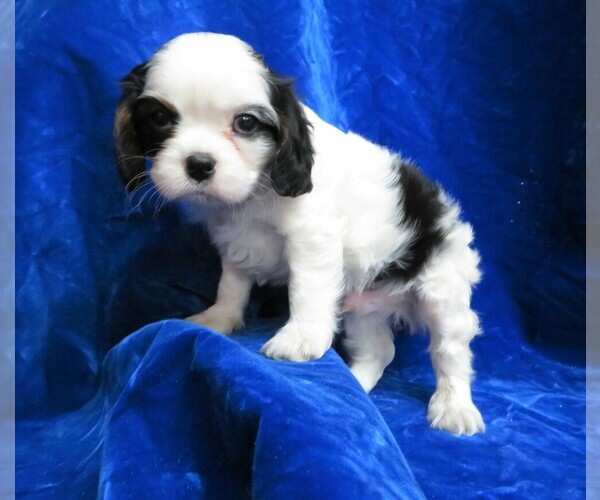 Medium Photo #3 Cavalier King Charles Spaniel Puppy For Sale in NORWOOD, MO, USA
