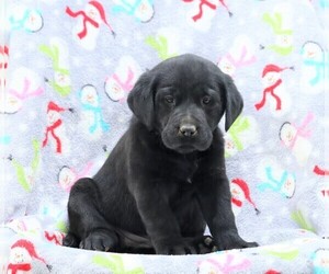Labrador Retriever Puppy for sale in FREDERICKSBG, OH, USA