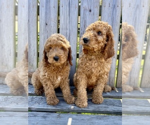 Irish Doodle Puppy for sale in TIMMONSVILLE, SC, USA