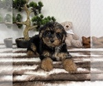 Small #1 YorkiePoo