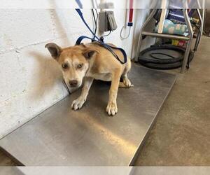 Siberian Husky-Unknown Mix Dogs for adoption in Corona, CA, USA