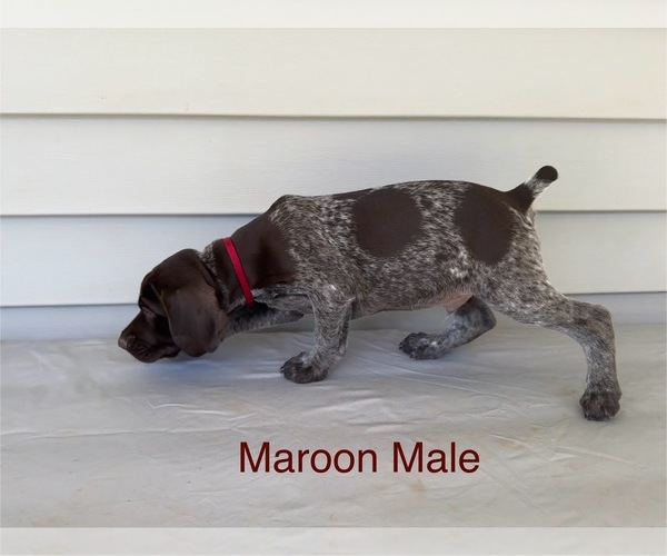 Medium Photo #6 German Shorthaired Pointer Puppy For Sale in CLOVER, VA, USA