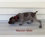 Small #5 German Shorthaired Pointer