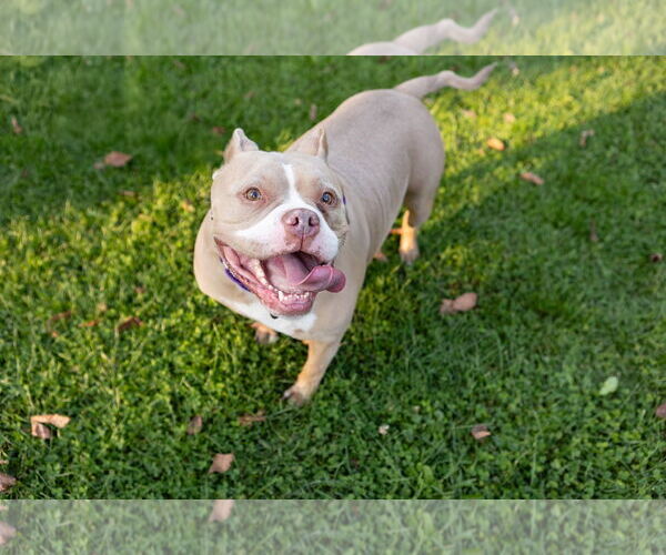 Medium Photo #21 American Pit Bull Terrier-Unknown Mix Puppy For Sale in Crete, IL, USA
