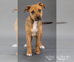 Small #5 Black Mouth Cur Mix