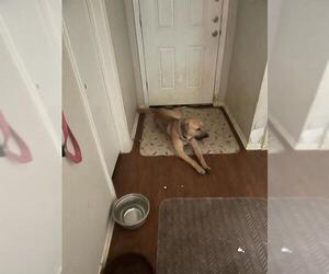 Black Mouth Cur-Unknown Mix Dogs for adoption in San Antonio, TX, USA