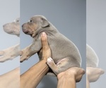 Small Photo #10 American Bully Puppy For Sale in DELTONA, FL, USA