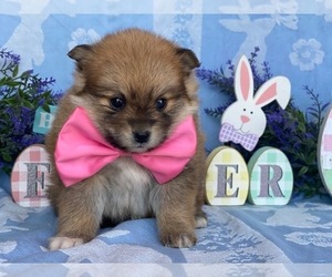 Pomeranian Puppy for sale in LANCASTER, PA, USA