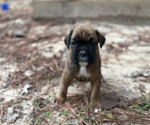 Medium Photo #1 Boxer Puppy For Sale in ABBEVILLE, SC, USA