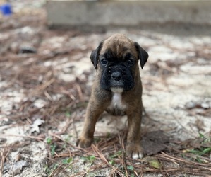 Boxer Puppy for sale in ABBEVILLE, SC, USA